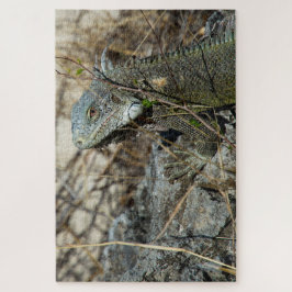 Iguana Posing on Rock for Camera Puzzle