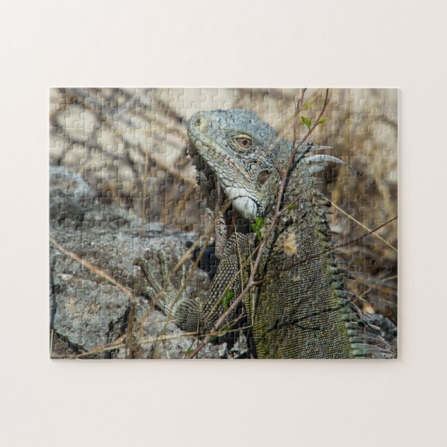 Iguana Posing on Rock for Camera Puzzle (Horizontal)
