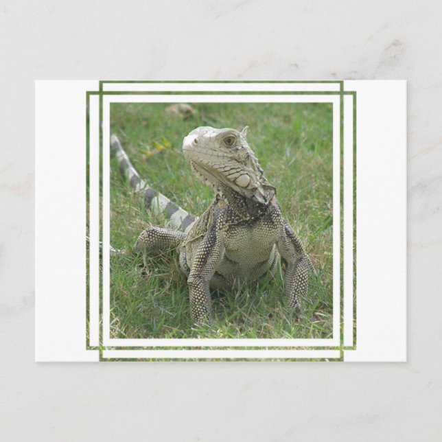 Iguana Postcard Postkarte (Vorderseite)