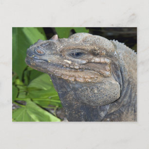 Iguana Postcard Postkarte
