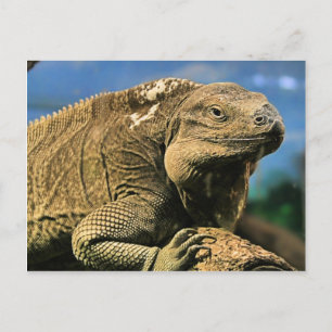 Iguana Postcard Postkarte
