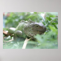 Iguana