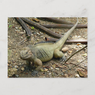 Iguana Postkarte