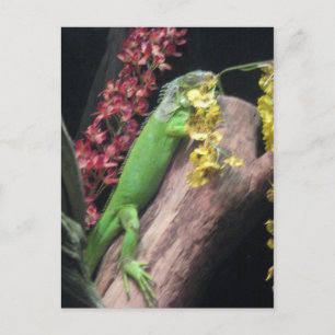 Iguana Postkarte