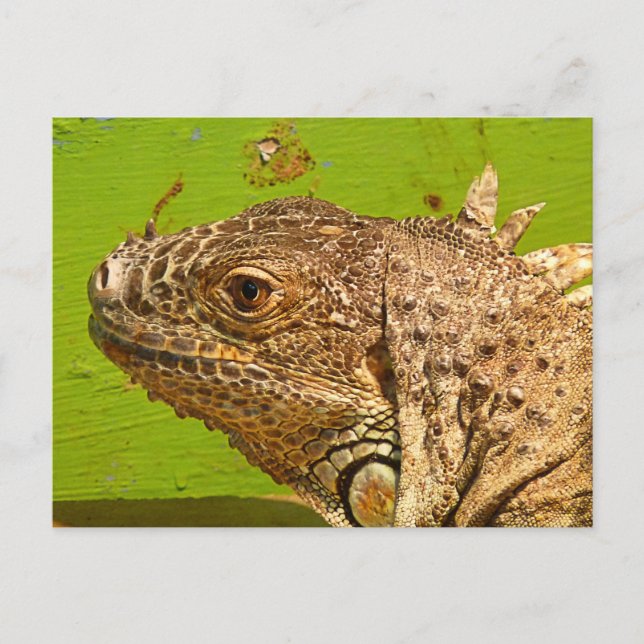 IGUANA POSTKARTE (Vorderseite)