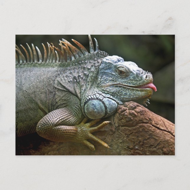 Iguana Postkarte (Vorderseite)
