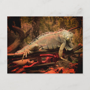 Iguana Postkarte
