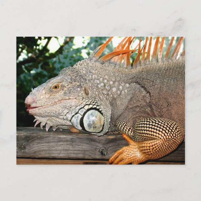 Iguana Postkarte (Vorderseite)