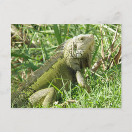Iguana Puerto Rico Postkarte