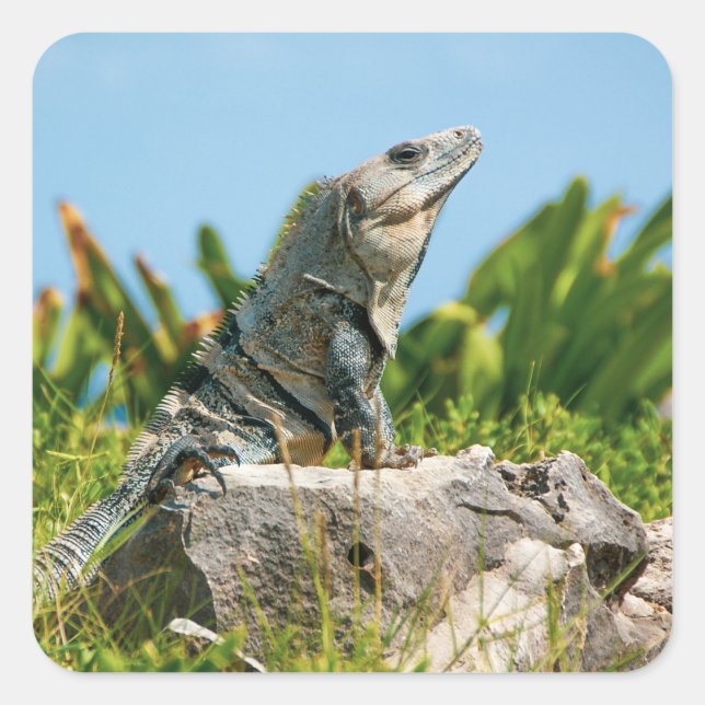 Iguana Quadratischer Aufkleber (Vorderseite)