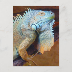 Iguana Reptil Postkarte
