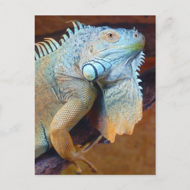 Iguana Reptil Postkarte (Vorderseite)