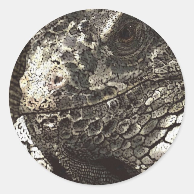 Iguana Runder Aufkleber (Vorderseite)