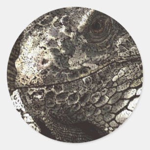 Iguana Runder Aufkleber