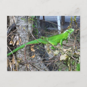 Iguana Sonnenbaden in La Romain, Südtrinidad Postkarte