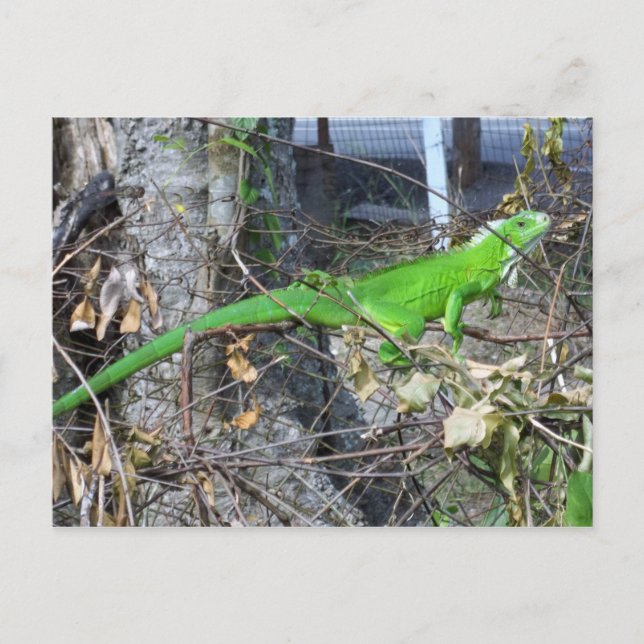 Iguana Sonnenbaden in La Romain, Südtrinidad Postkarte (Vorderseite)