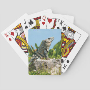 Iguana Spielkarten
