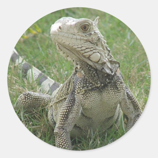 Iguana Sticker (Vorderseite)