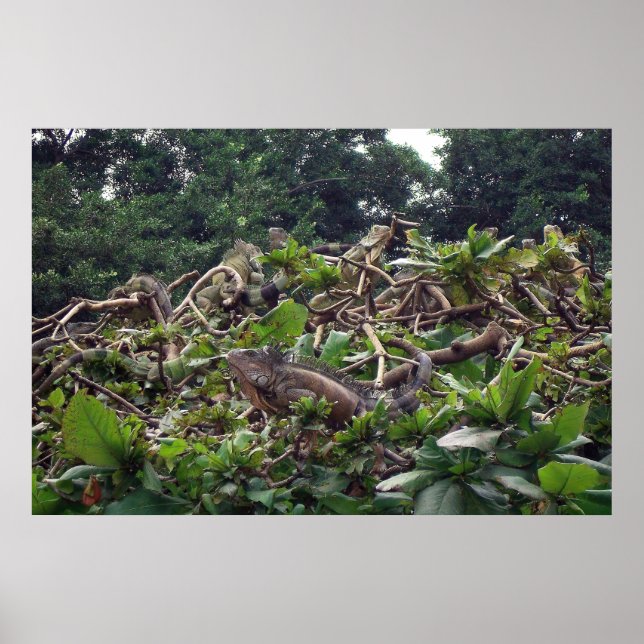 Iguana Tree Poster (Vorne)