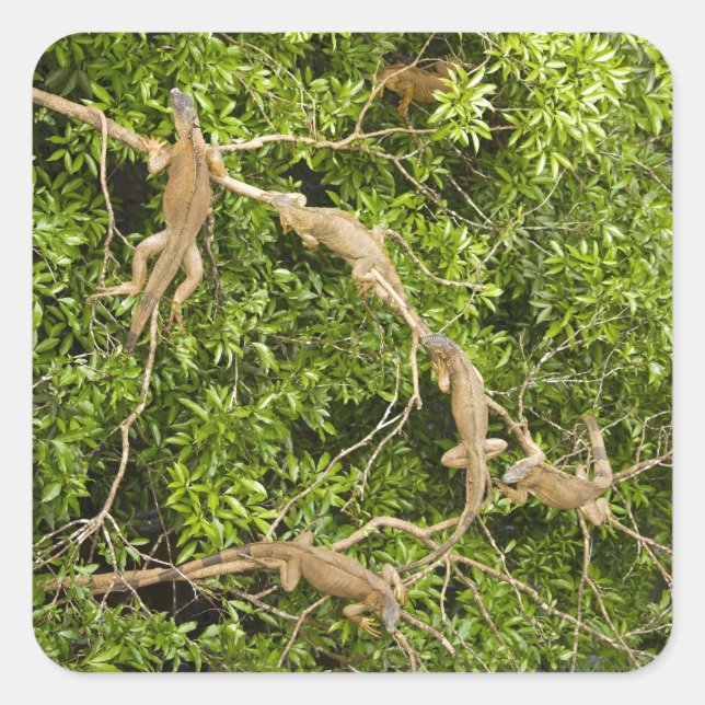 Iguana Tree Quadratischer Aufkleber (Vorderseite)