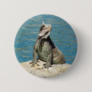Iguana Tropical Wildlife Fotografy at St. Thomas Button