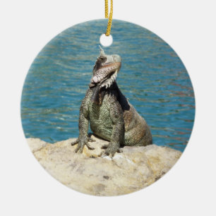 Iguana Tropical Wildlife Fotografy at St. Thomas Keramikornament