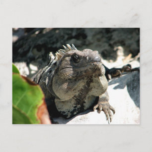 Iguana, Tulum, Mexiko Postkarte
