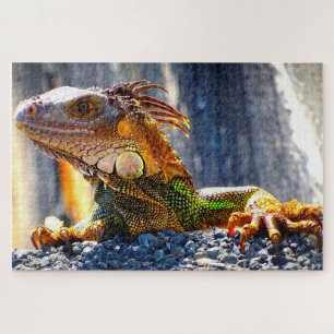 Iguanas in Florida Puzzle