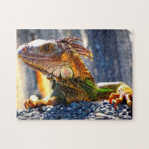 Iguanas in Florida Puzzle