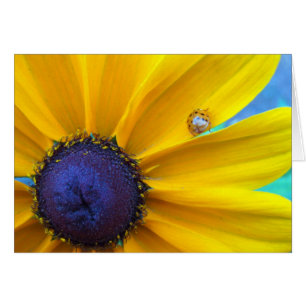 Ihnen etwas Sonnenschein schicken