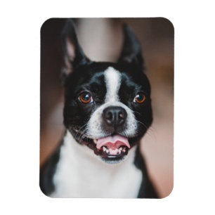 Ihr Foto   Fur Baby Niedlich Puppy Image Upload Magnet