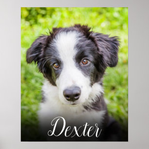 Ihr Lieblingsfoto von Haustieren Poster