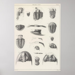 II Vorläufiger Zeitraum Poster