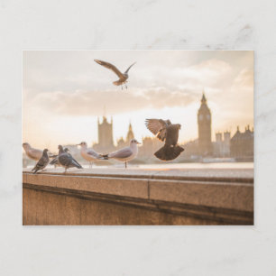Ikonischer Big Ben und Westminster mit Tauben Postkarte