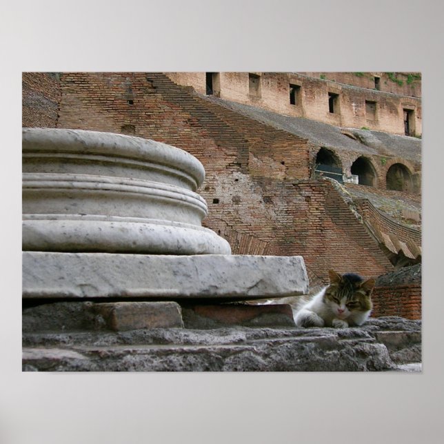 il gatto poster (Vorne)