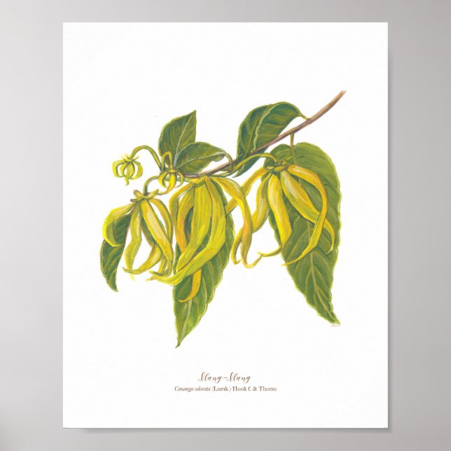 Ilang-Ilang (Cananga odorata) Ph Forest Blooms Poster (Vorne)
