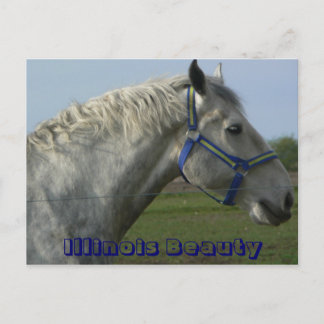 Illinois Beauty Postkarte