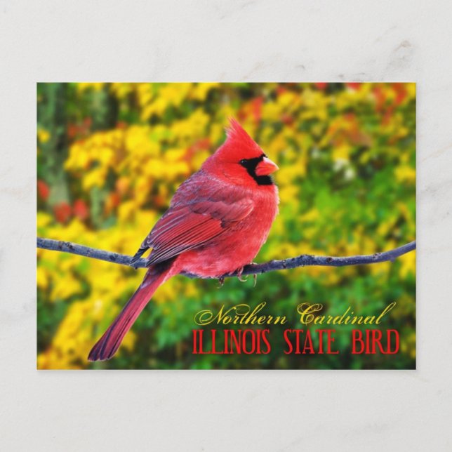 Illinois Staat Bird - Nordlicher Kardinal Postkarte (Vorderseite)