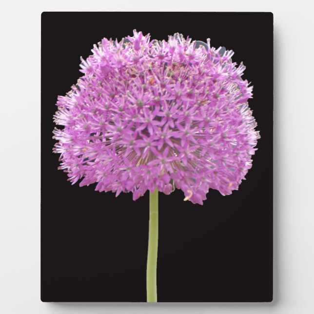 Illium Summer Spring Blume - Irish Design Fotoplatte (Vorderseite)