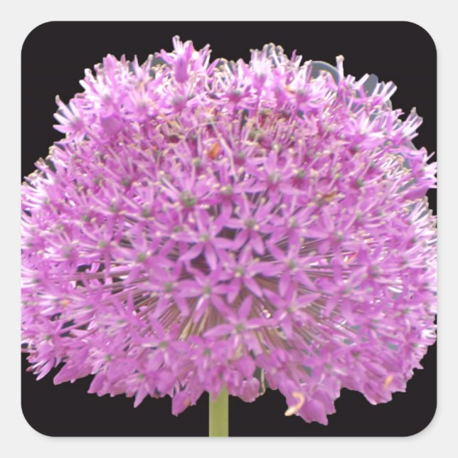 Illium Summer Spring Blume - Irish Design Quadratischer Aufkleber (Vorderseite)