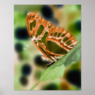 Illuminierte Butterfly Nature Print Poster