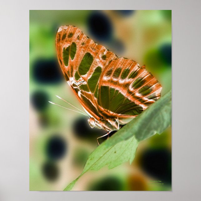 Illuminierte Butterfly Nature Print Poster (Vorne)