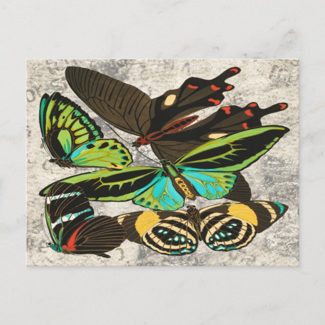 Illustration-1: Französische Vintage Schmetterling Postkarte (Vorderseite)