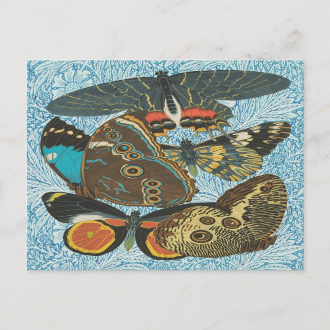 Illustration-2: Vintage französische Schmetterling Postkarte (Vorderseite)