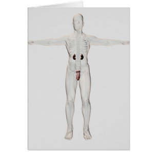 Illustration 3D männlichen Reproduktionssystems 2