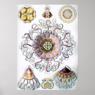 Illustration alten Meereslebens Poster