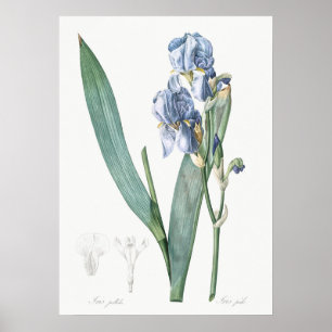 Illustration alter Blumen Poster