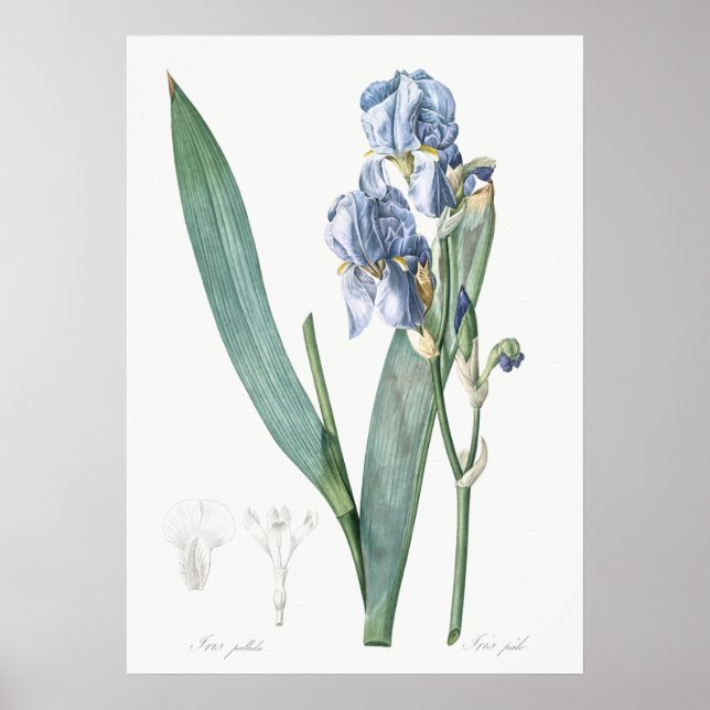 Illustration alter Blumen Poster (Vorne)