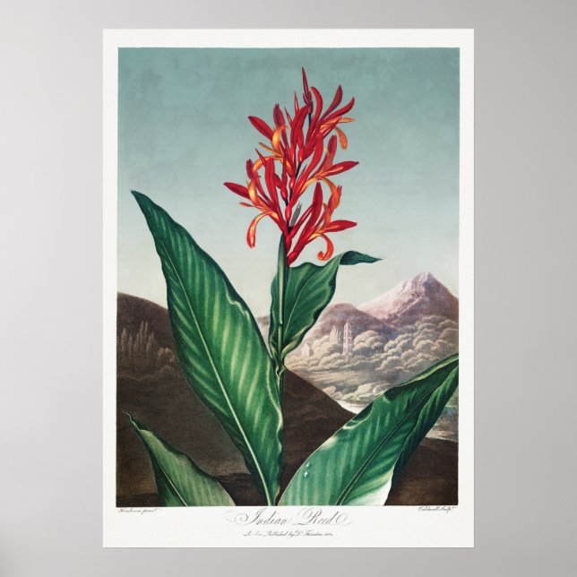Illustration alter Blumen Poster (Vorne)