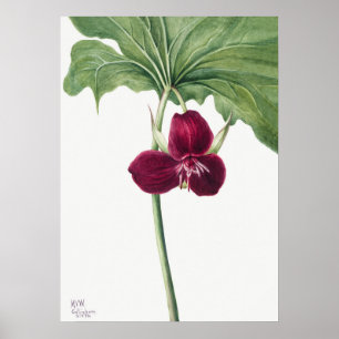 Illustration alter Blumen Poster